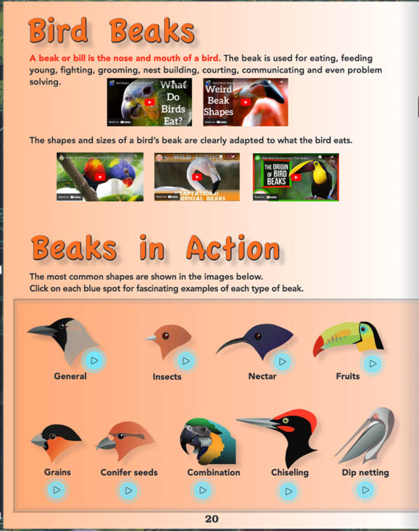 ScienceWiz Interactive Birds Kit and Book