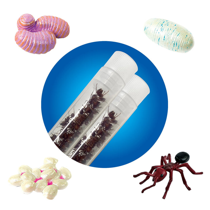 LIVE Ant Tubes Refill Kit with Journal and Life Cycle Stages - Insect Lore - STEMfinity