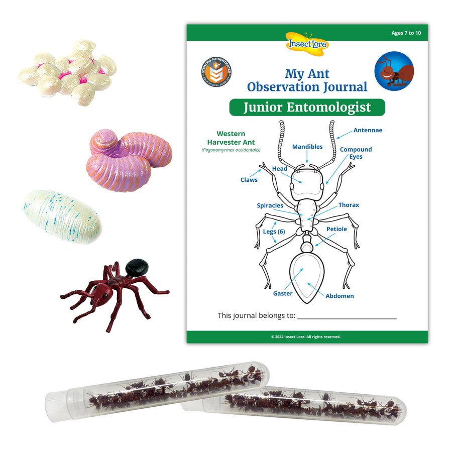 LIVE Ant Tubes Refill Kit with Journal and Life Cycle Stages - Insect Lore - STEMfinity