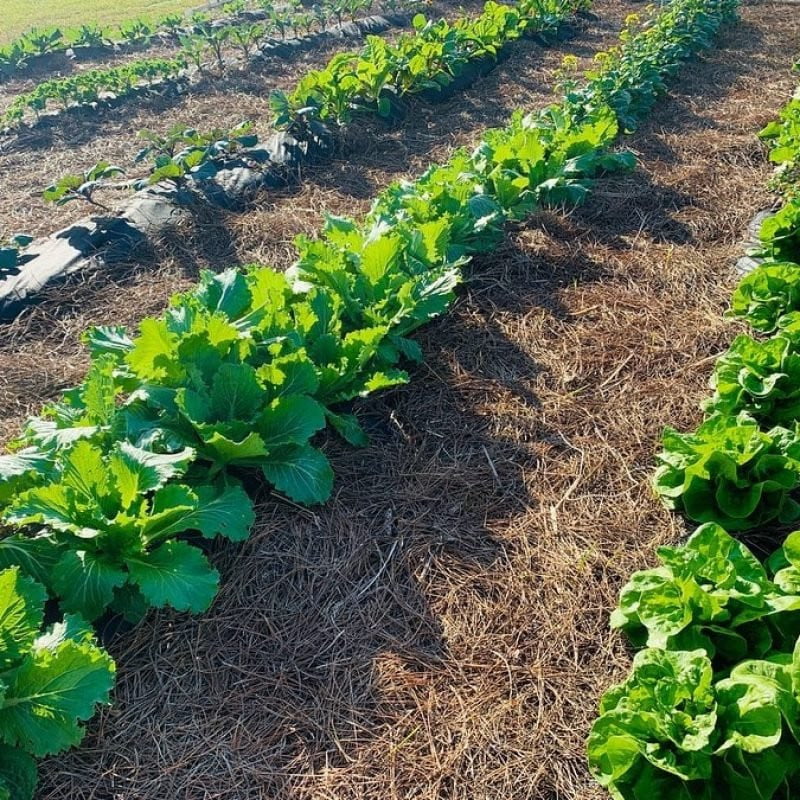 3-5 Raised Garden Laboratory w/ Curriculum Subscription - Farming The Future - STEMfinity