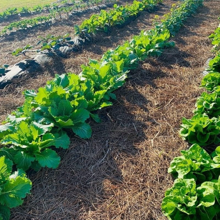 3-5 Raised Garden Laboratory w/ Curriculum Subscription - Farming The Future - STEMfinity