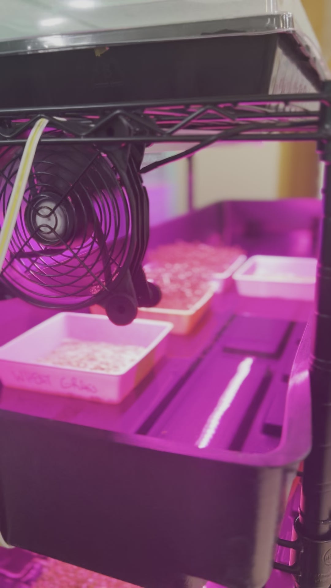 School Hydroponics Grow Rack - Small Rack