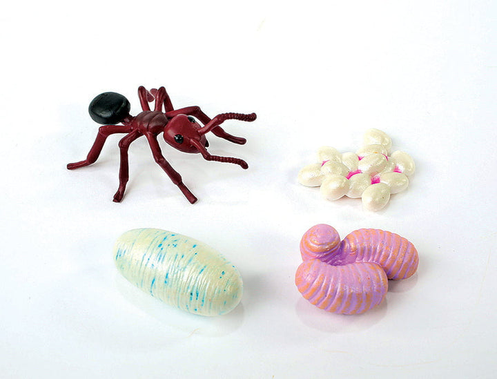 Insect Lore Life Cycle Figurines 24 Piece Set - Insect Lore - STEMfinity