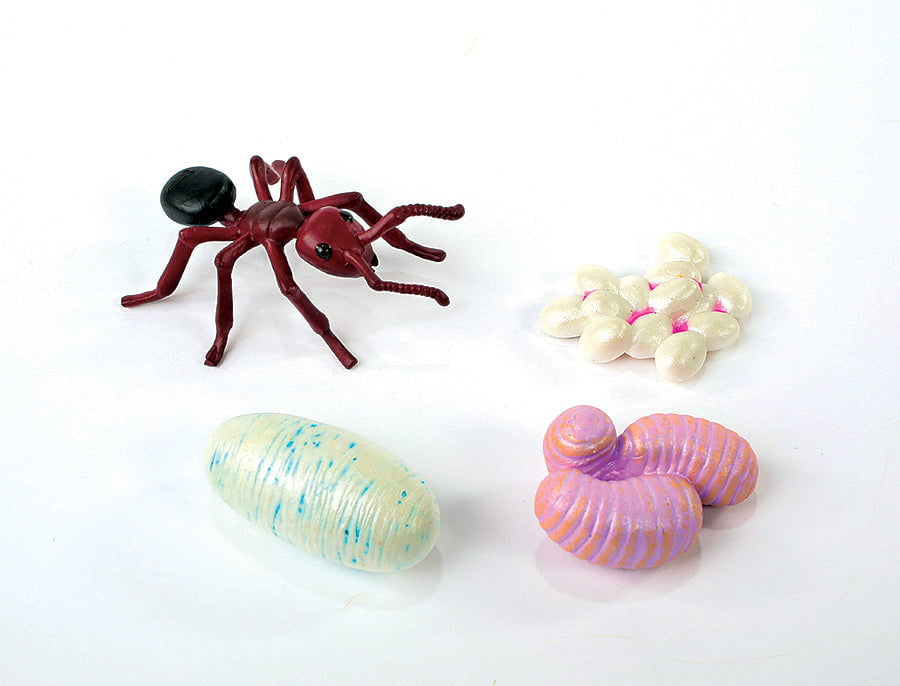 Insect Lore Ant Life Cycle Figurines 4 Piece Set - Insect Lore - STEMfinity