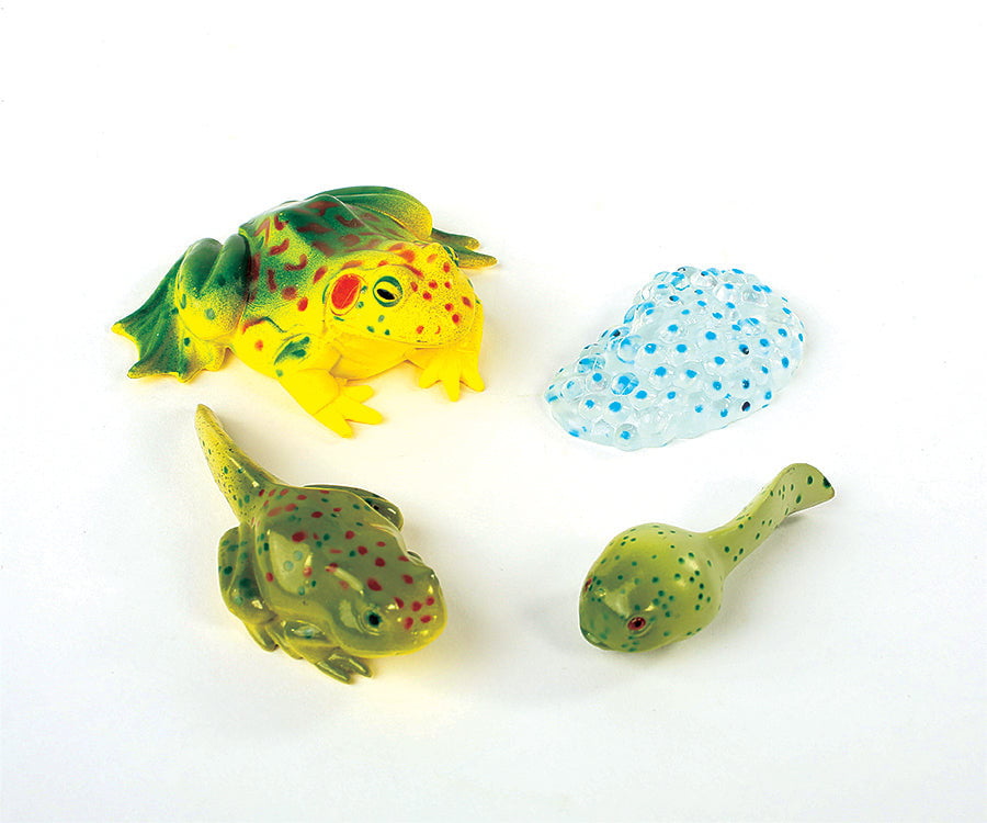 Insect Lore Frog Life Cycle Figurines 4 Piece Set - Insect Lore - STEMfinity