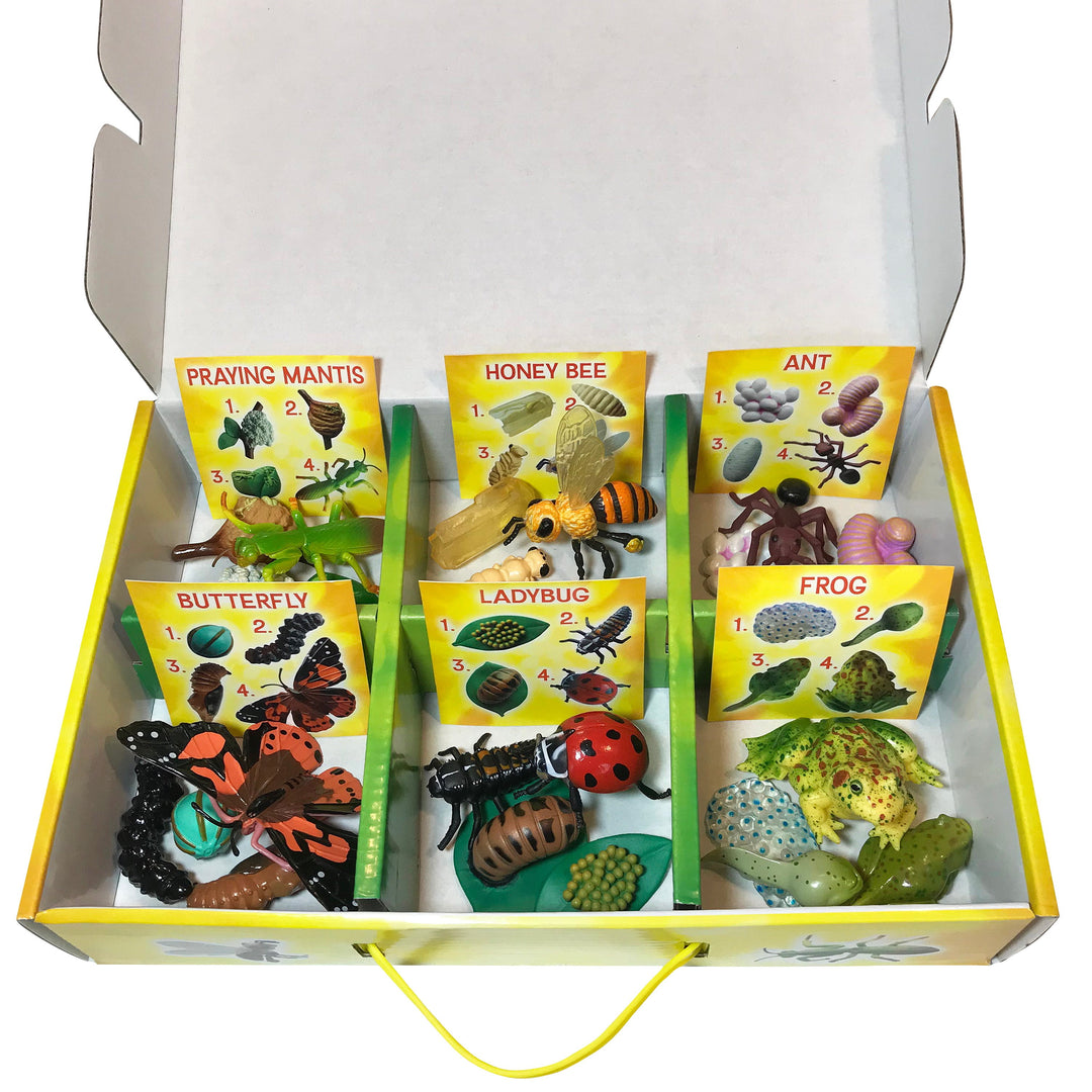 Insect Lore Life Cycle Figurines 24 Piece Set - Insect Lore - STEMfinity