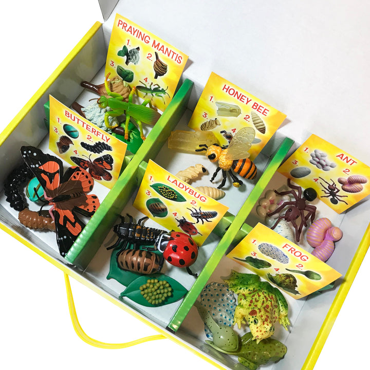 Insect Lore Life Cycle Figurines 24 Piece Set - Insect Lore - STEMfinity