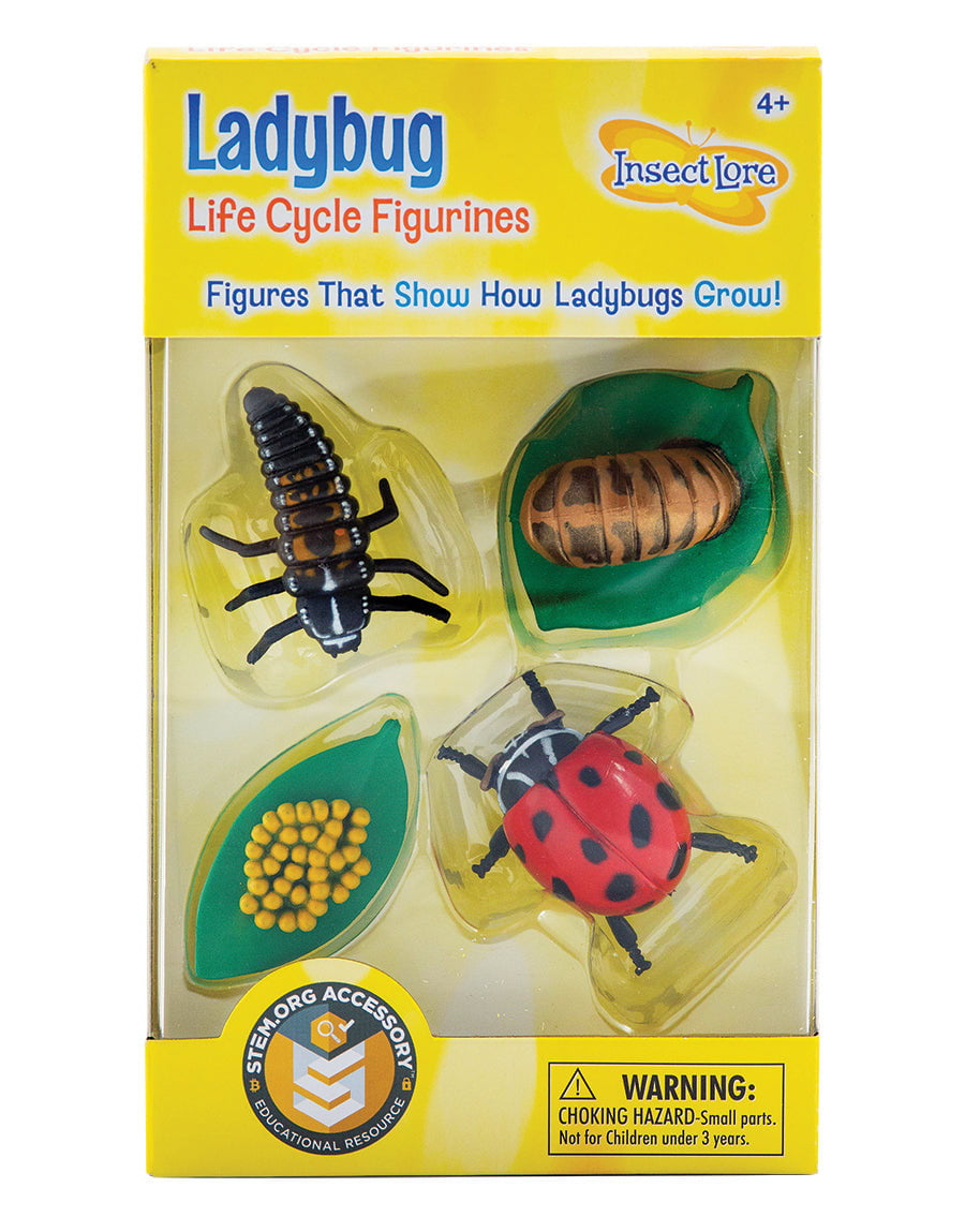 Insect Lore Ladybug Life Cycle Figurines 4 Piece Set - Insect Lore - STEMfinity