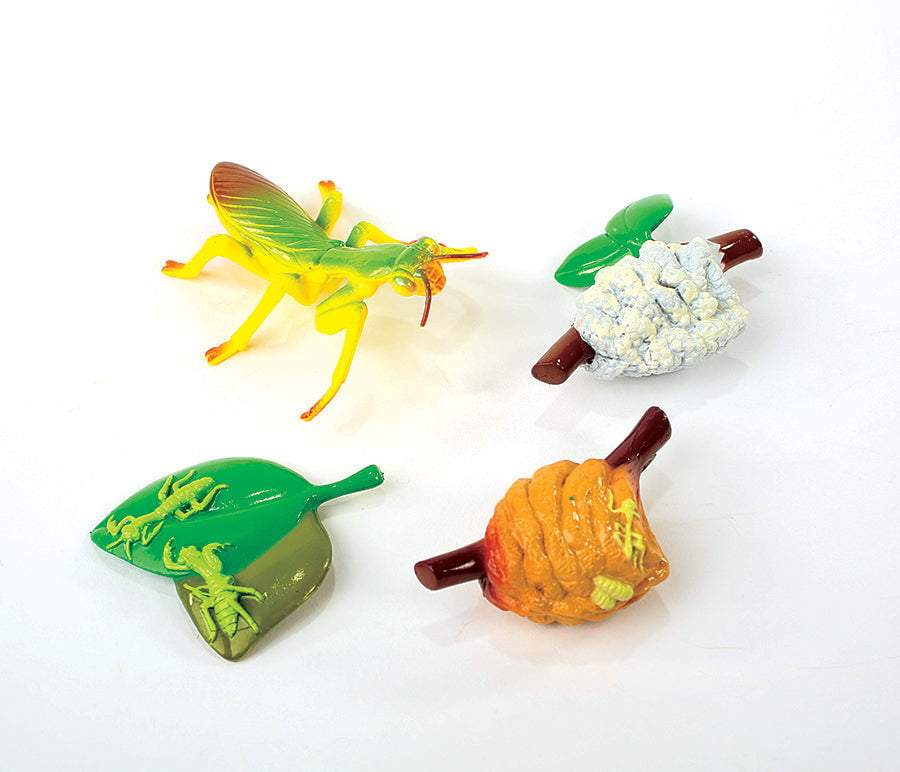 Insect Lore Praying Mantis Life Cycle Figurines 4 Piece Set - Insect Lore - STEMfinity