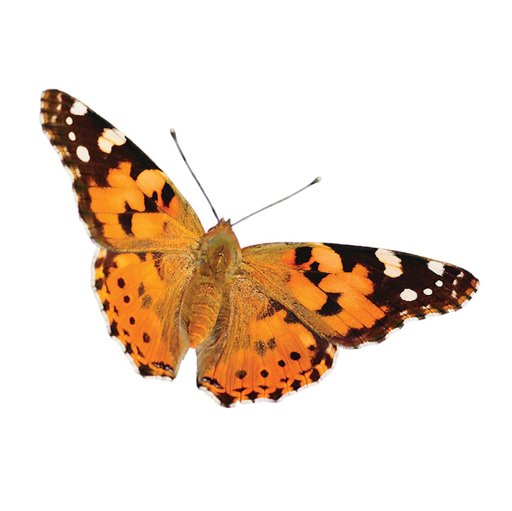Insect Lore Butterfly Garden Kit with Two LIVE Cups of Caterpillars plus Bilingual STEM Journals and Butterfly Life Cycle Stages - Insect Lore - STEMfinity