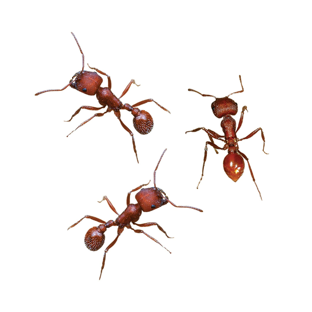 LIVE Ant Tubes Refill Kit with Journal and Life Cycle Stages - Insect Lore - STEMfinity