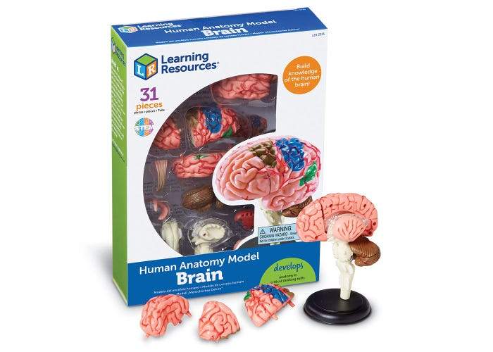 Brain Anatomy Model - STEMfinity