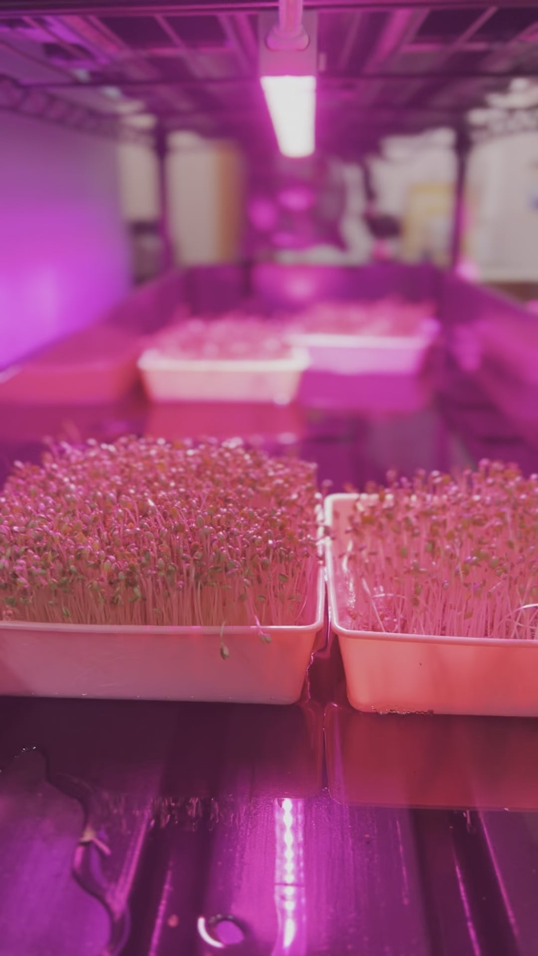 School Hydroponics Grow Rack - Small Rack