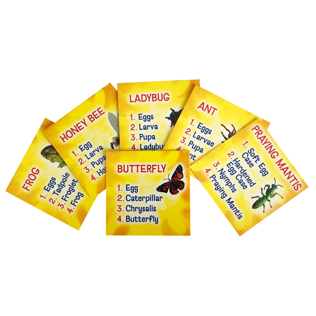 Insect Lore Life Cycle Figurines 24 Piece Set - Insect Lore - STEMfinity