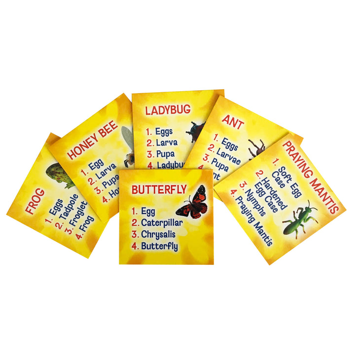 Insect Lore Life Cycle Figurines 24 Piece Set - Insect Lore - STEMfinity