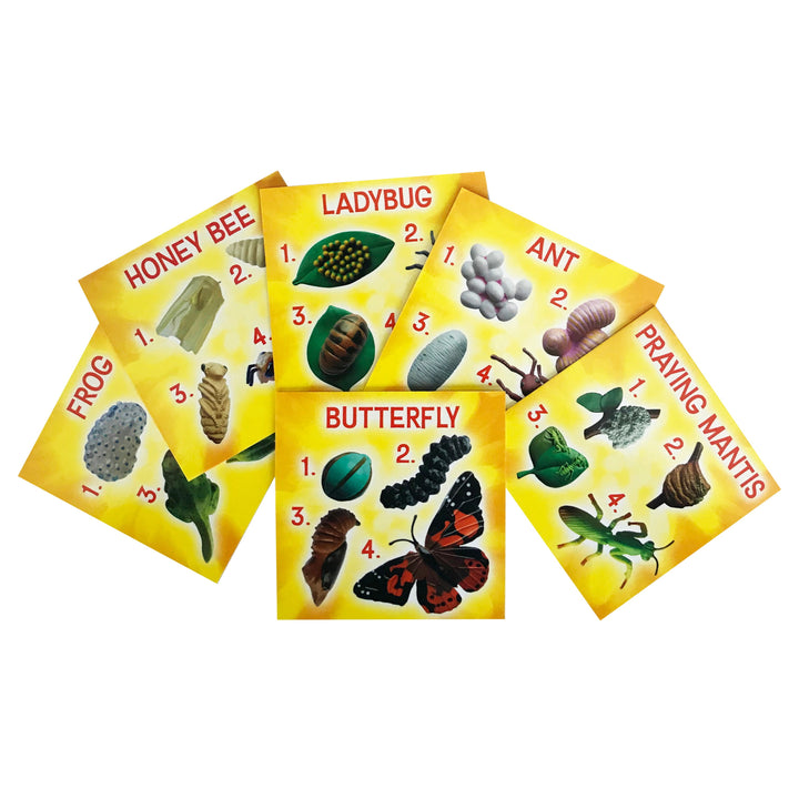 Insect Lore Life Cycle Figurines 24 Piece Set - Insect Lore - STEMfinity