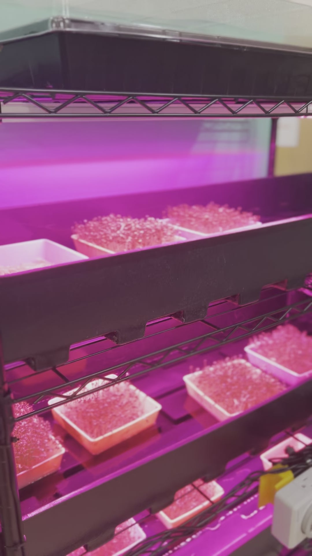 School Hydroponics Grow Rack - Small Rack