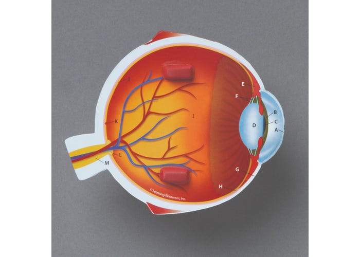 Cross-Section Eye Model - STEMfinity