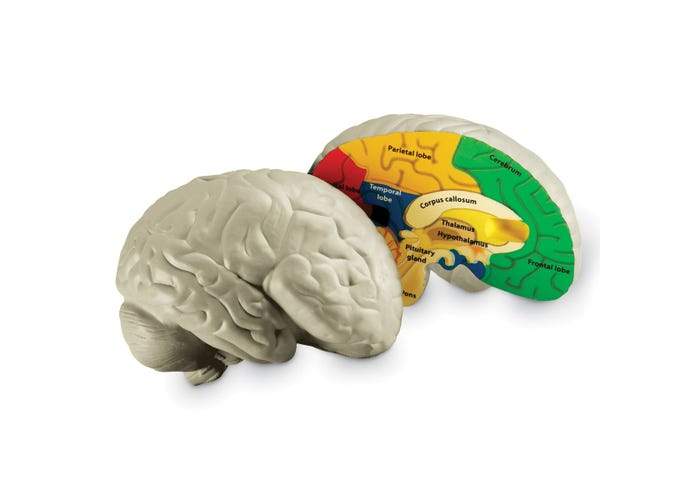 Cross-Section Human Brain Model - STEMfinity