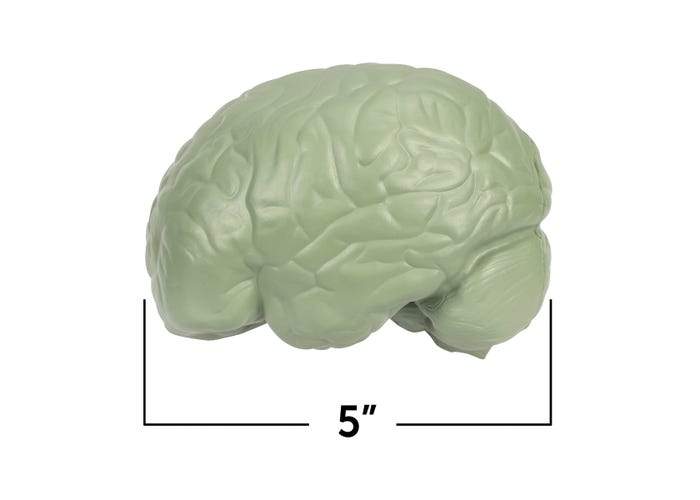 Cross-Section Human Brain Model - STEMfinity