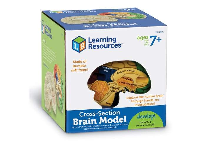 Cross-Section Human Brain Model - STEMfinity