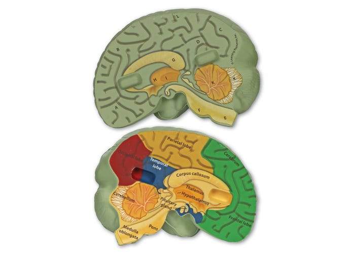 labeled brain model