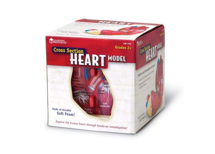 Cross-Section Human Heart Model - STEMfinity