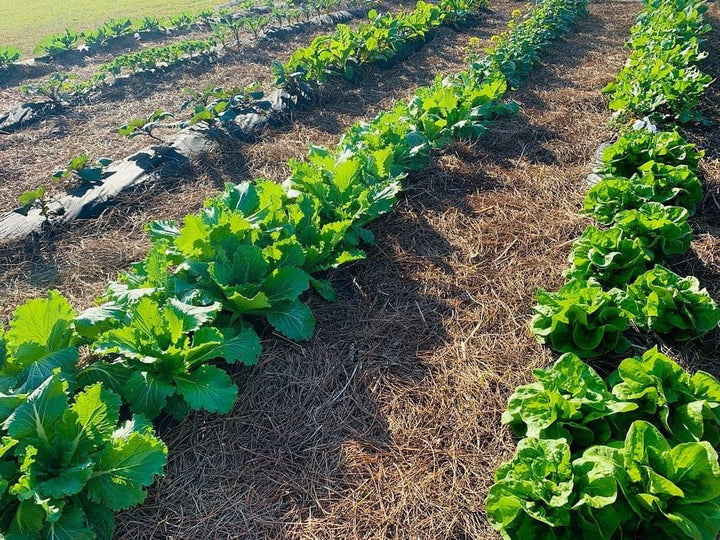 Full Year School Garden Science Program - Farming The Future - STEMfinity