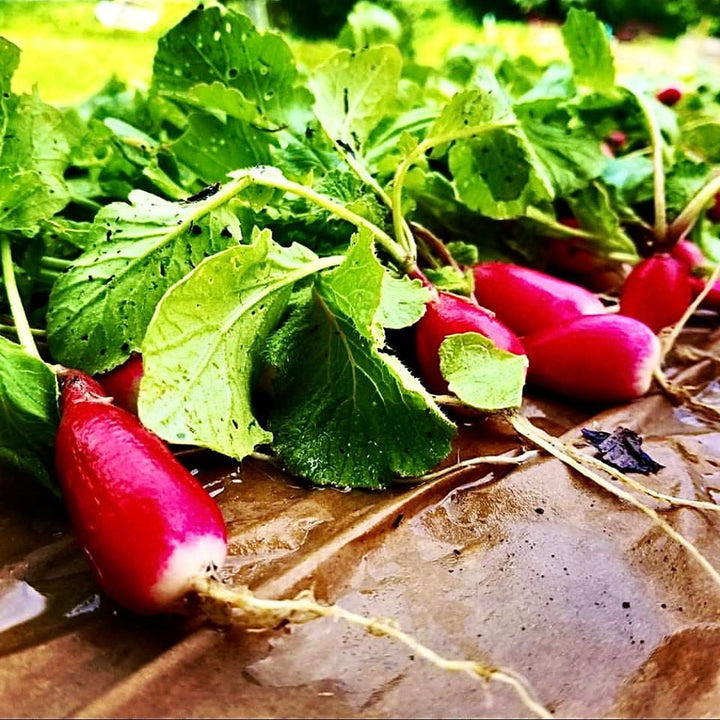 Full Year School Garden Science Program - Farming The Future - STEMfinity