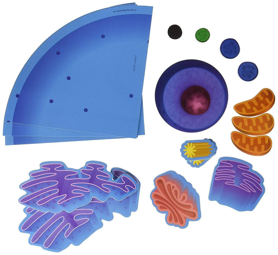 Giant Magnetic Animal Cell - STEMfinity