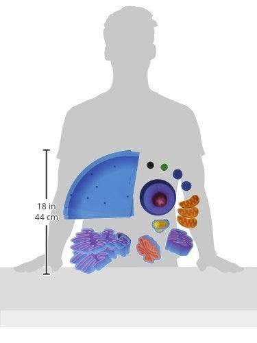 Giant Magnetic Animal Cell - STEMfinity