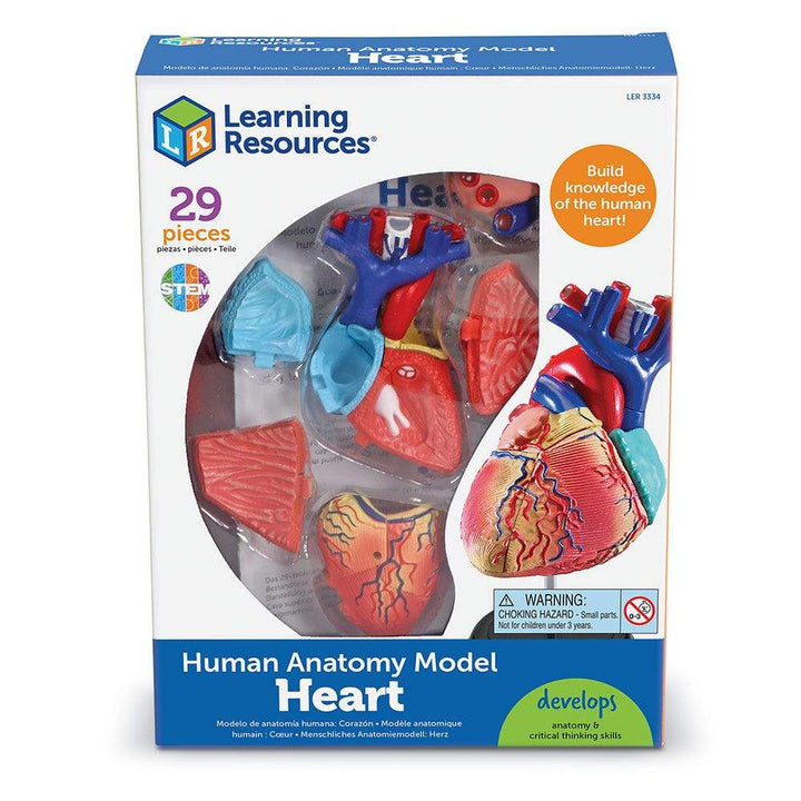 Heart Anatomy Model - STEMfinity