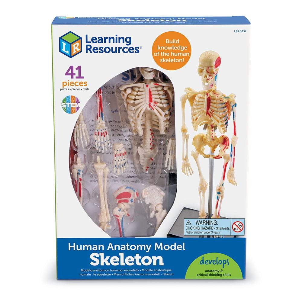 Human Skeleton Model - STEMfinity