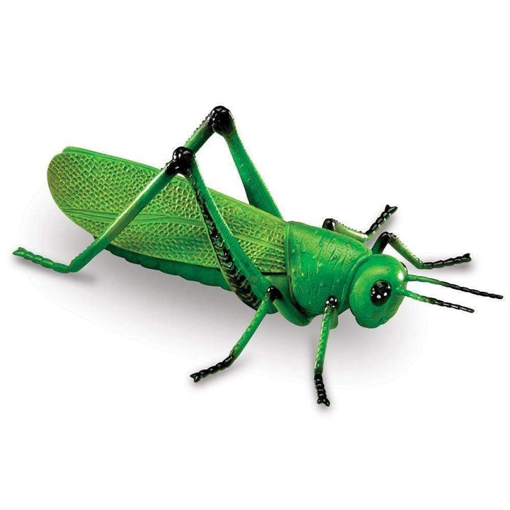 Jumbo Insects - STEMfinity