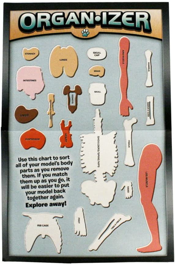 Totally Squishy from Head-To-Toe - Smart Lab Toys - STEMfinity