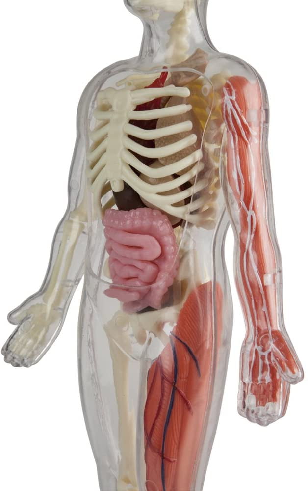 Totally Squishy from Head-To-Toe - Smart Lab Toys - STEMfinity