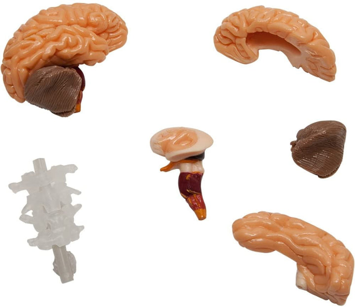 Totally Squishy from Head-To-Toe - Smart Lab Toys - STEMfinity