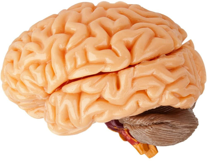 Totally Squishy from Head-To-Toe - Smart Lab Toys - STEMfinity