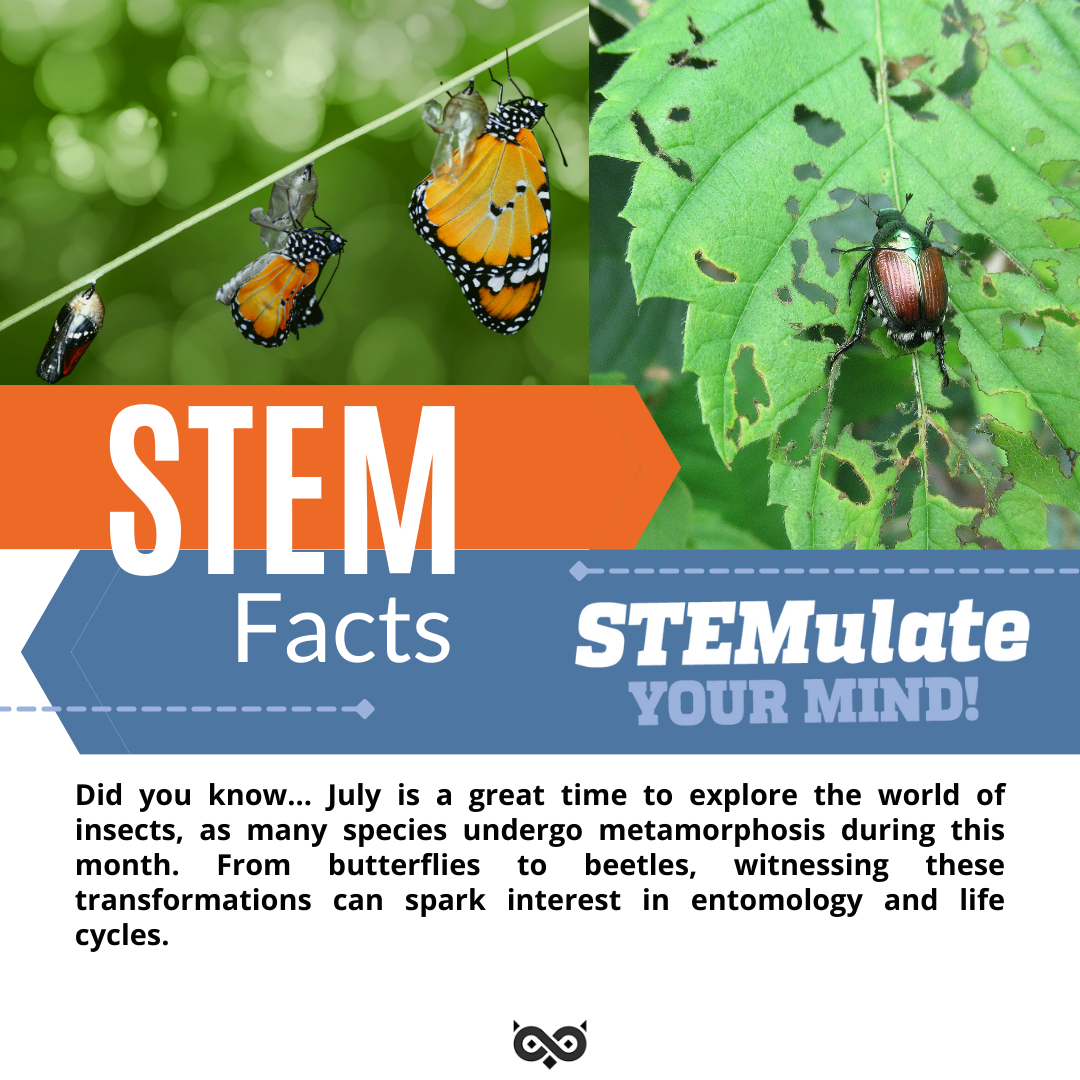 Exploring the World of Insects: July’s Perfect Time for STEM Adventures