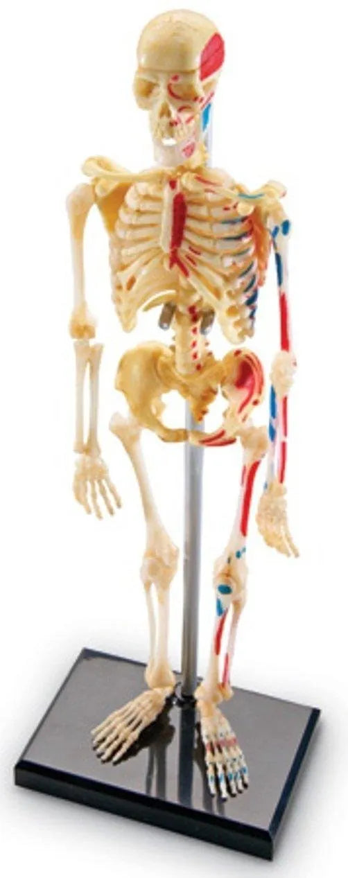 Human Skeleton Model