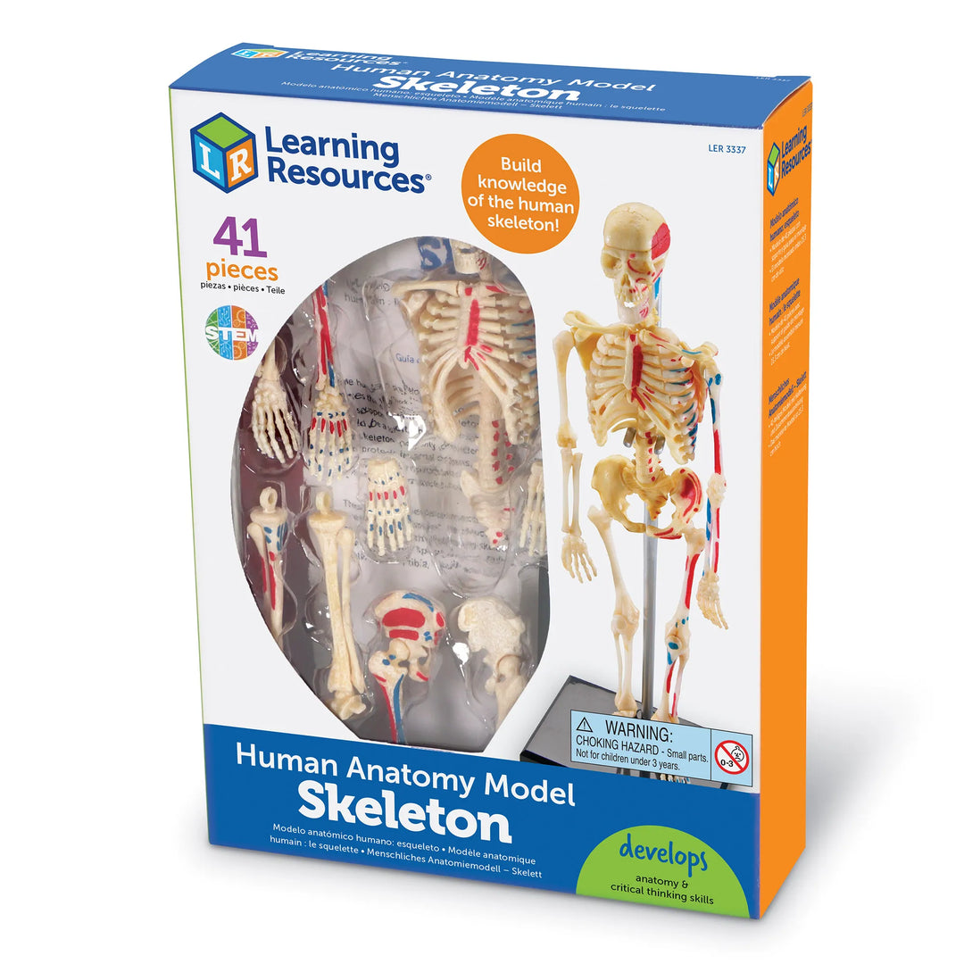Human Skeleton Model