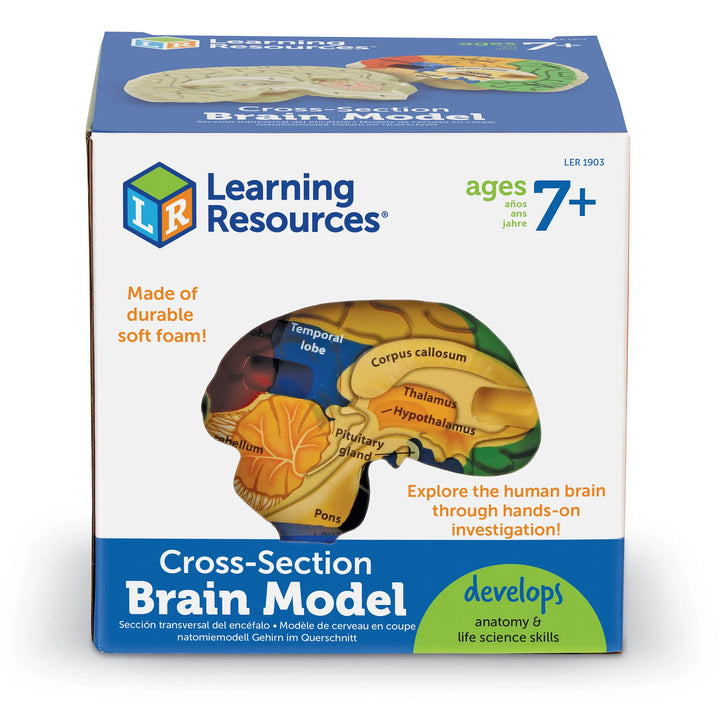 Cross-Section Human Brain Model