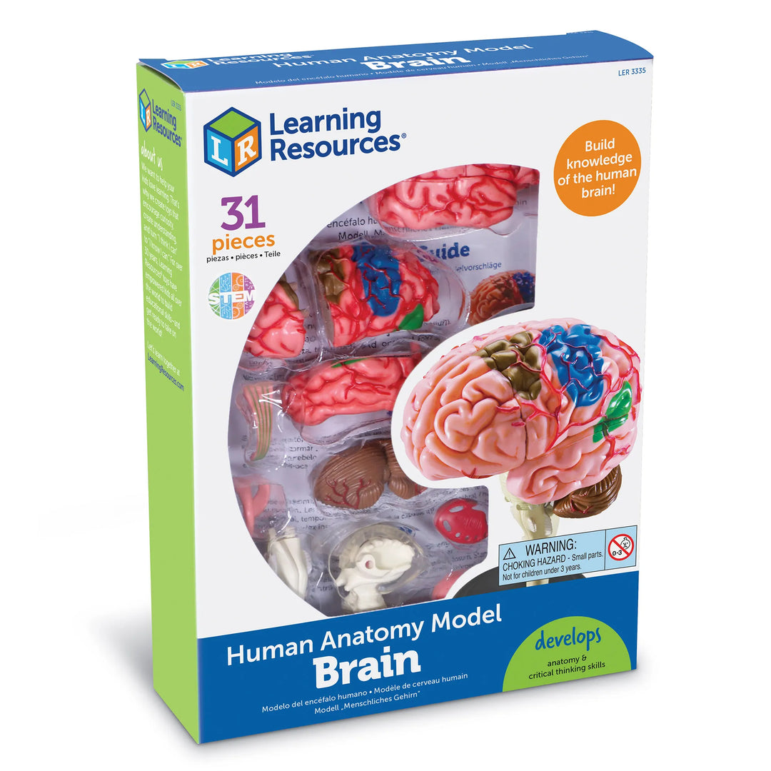Brain Anatomy Model