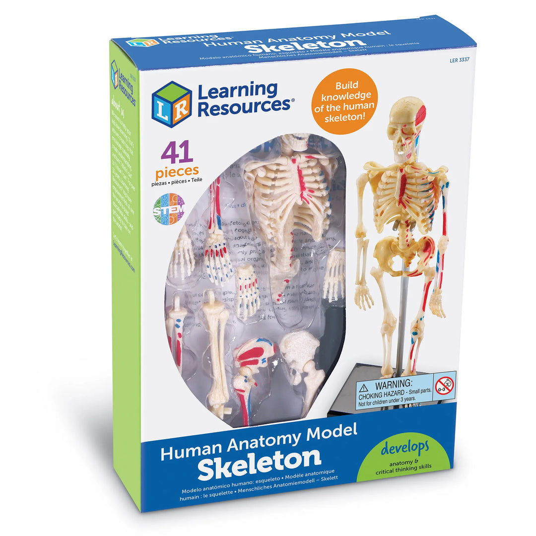 Human Skeleton Model
