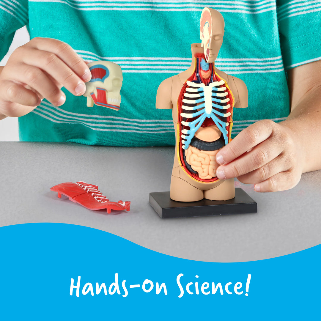 Human Body Anatomy Model