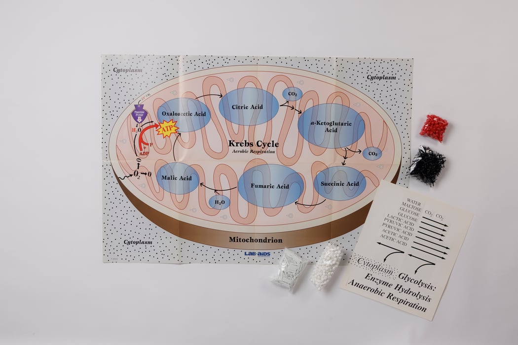 Lab-Aids: Molecules of Metabolism - Understanding Digestion and Respiration (Station Approach) Kit
