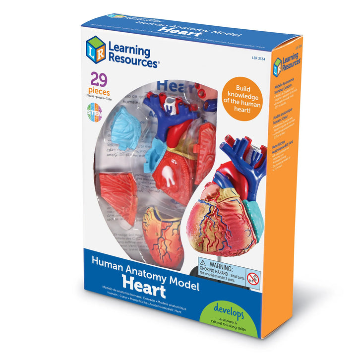 Heart Anatomy Model