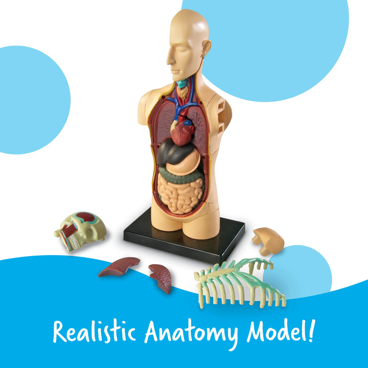 Human Body Anatomy Model