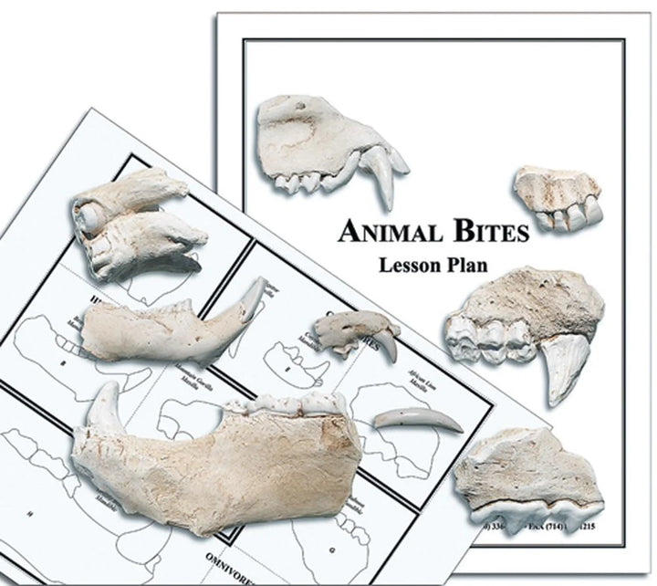 Science Pathways Elementary: Life Science - Animal Traits Kit