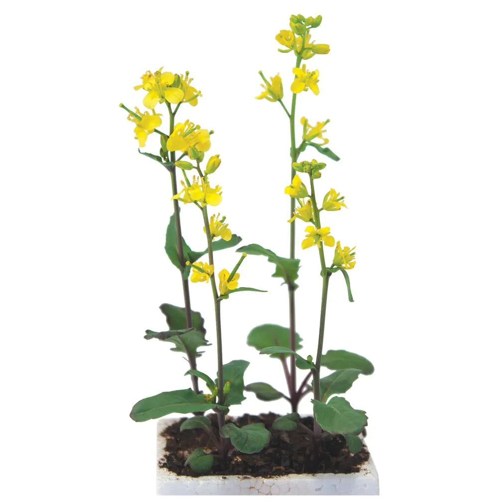 Science Pathways Elementary: Life Science - Plant Growing Kit
